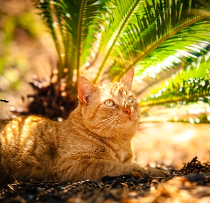animaux